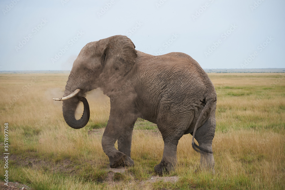 Obraz premium Elephant Big Huge Tusker Amboseli - Big Five Safari -Baby African bush elephant Loxodonta africana