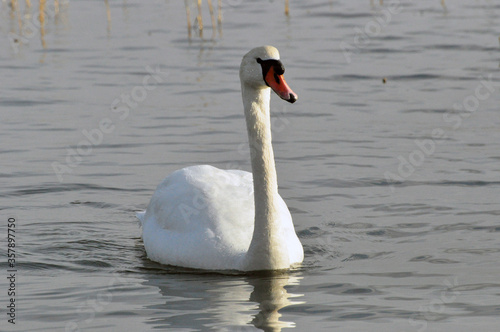 swan on the water