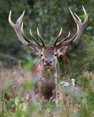 Red Deer Stag close up in natural environment. 
