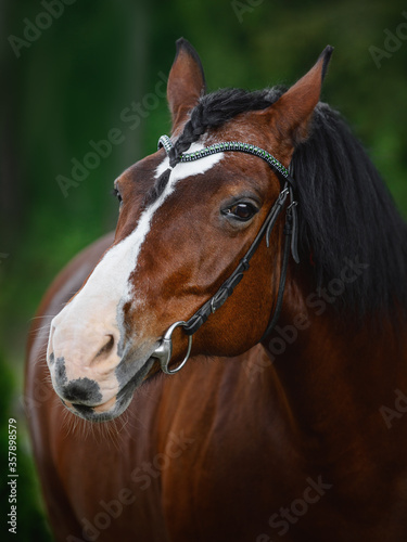 portrait of old mare horse in bridle in summer on forest background