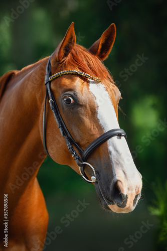 closeup portrait of stunning chestnut budyonny dressage gelding horse posing in black leather bridle with handmade browband with gold beads and black zircon © vprotastchik
