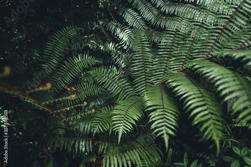 Close-Up Of  Dark green leaves