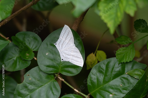 Pointed Flatwing butterfly photo