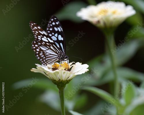 Blue Tiger butterfly © MalcStock