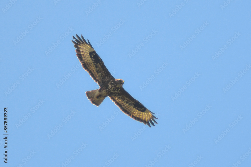 Poiana (Buteo buteo ) in volo,silhouette su sfondo cielo blu