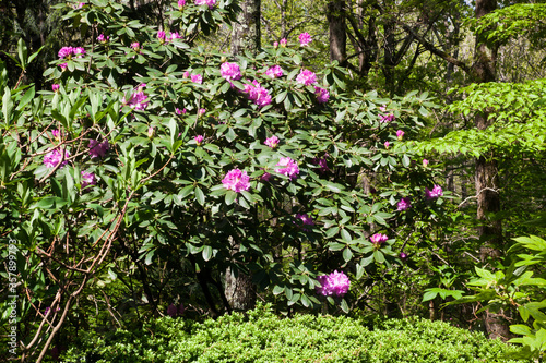 Pink flowers on a bush outdoors