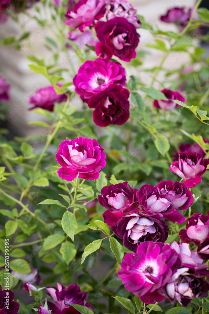 Blooming garden roses