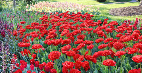 Red terry tulips flowers