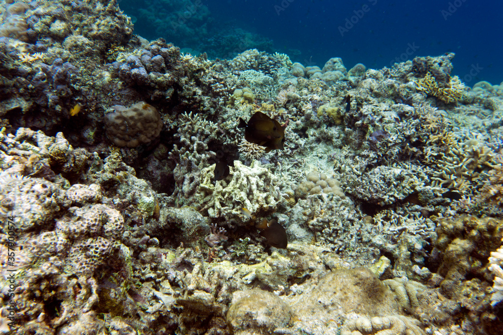 A coral scene in a tropical sea