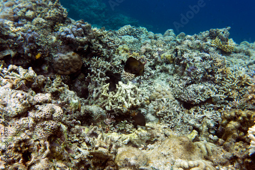 A coral scene in a tropical sea
