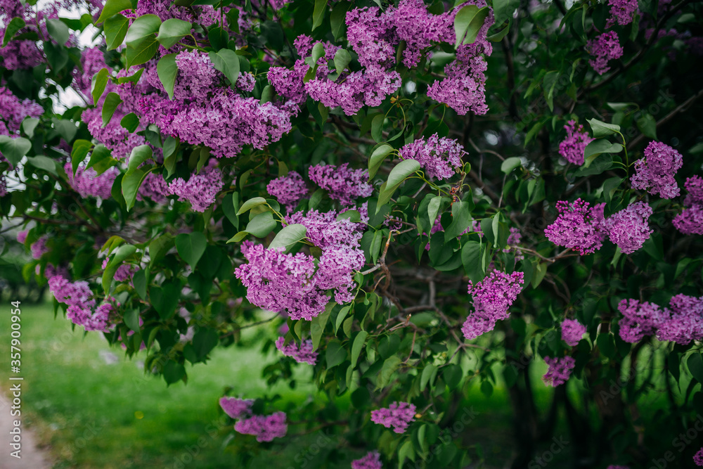 Lilac blossom, purple flowers, spring time and lilac tree flowering. Lilac blossom, purple flowers, spring time and lilac tree flowering.