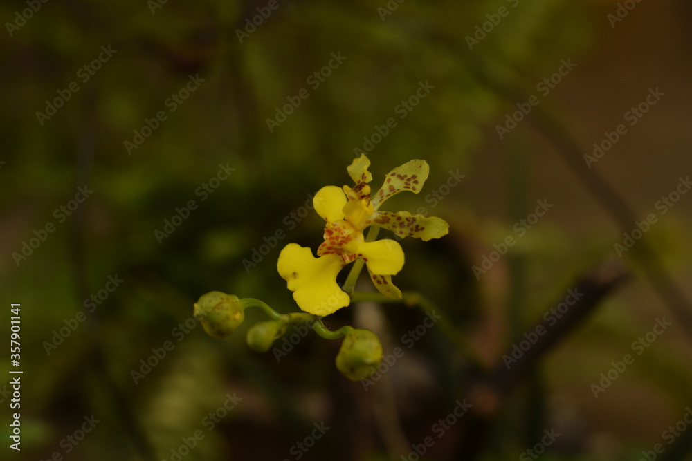 Oncidium flower Oncidium flower