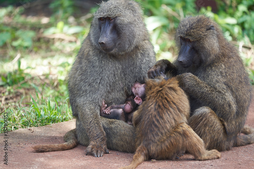 Olive baboon baby Papio anubis Anubis baboon Cercopithecidae Old world monkey © rocchas75