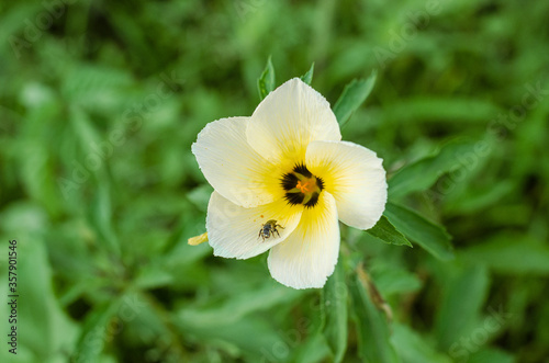 daffodils in spring