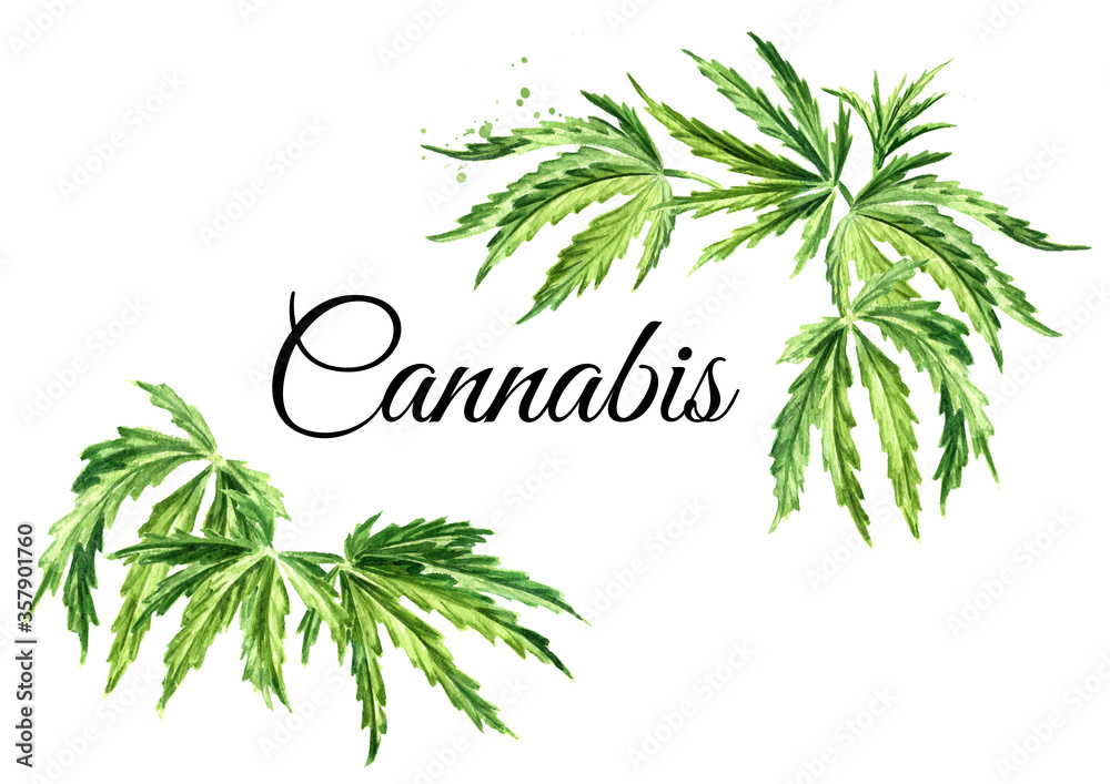 Banner or frame and border with cannabis hemp leaves, cannabis sativa, medicinal herb plant, marijuana. Hand drawn watercolor illustration, isolated on white background