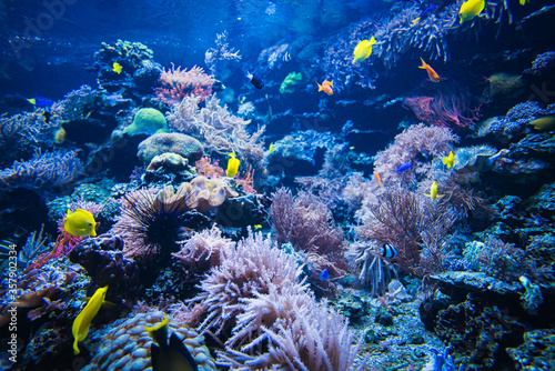 Fototapeta Naklejka Na Ścianę i Meble -  Tropical Fish on a coral reef. colourfull fishes in dark deep blue water