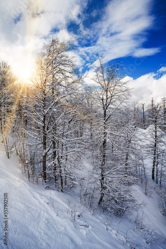 beautiful snowy winter landscape panorama with forest and sun. winter sunset © EwaStudio