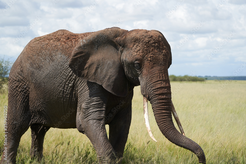Obraz premium Elephant Big Huge Tusker Amboseli - Big Five Safari - Mały słoń afrykański Loxodonta africana