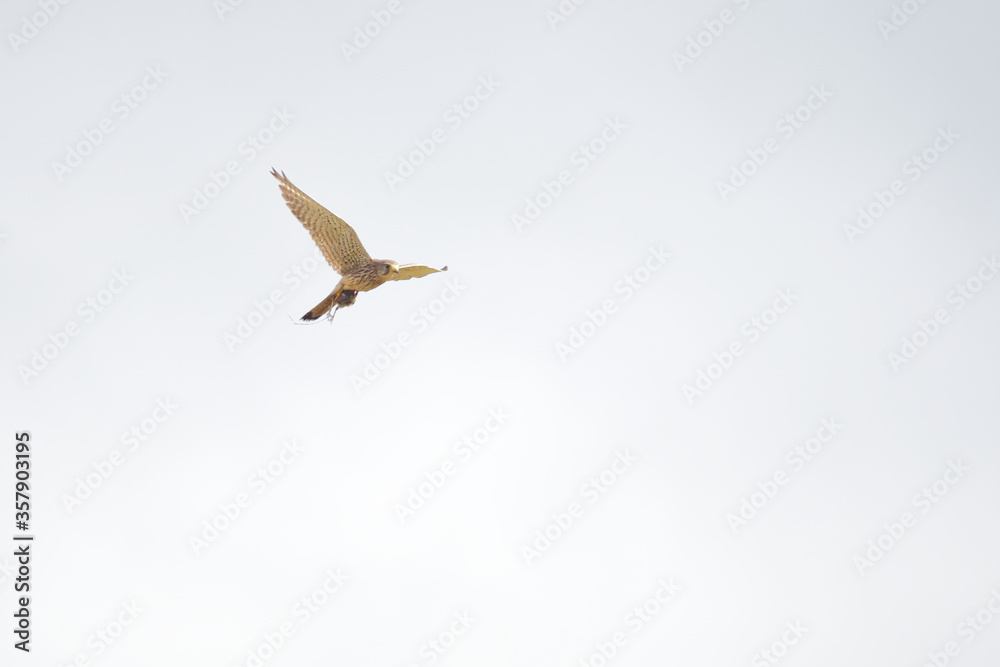 Fototapeta premium Kestrel holding prey