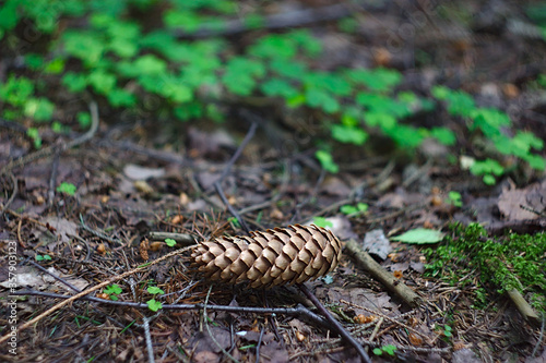 fir cone on the ground in the forest