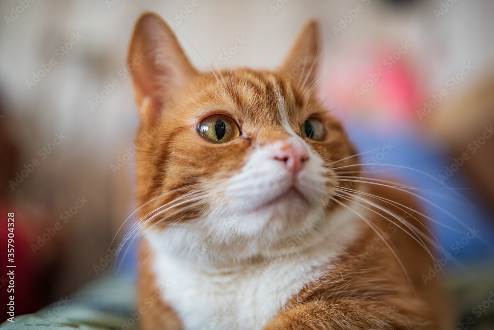 A domestic ginger cat lies on a bed on a green bedspread. Photographed close-up.