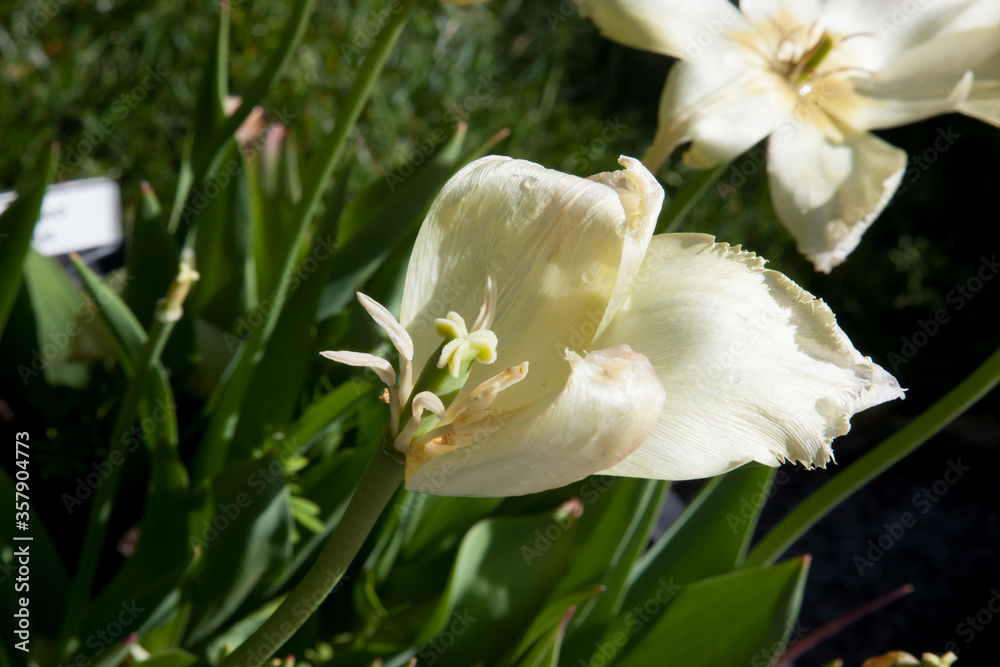 Fototapeta premium Tulip past prime