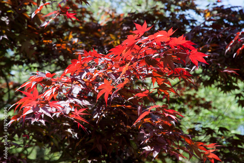 Maple tree with red leaves