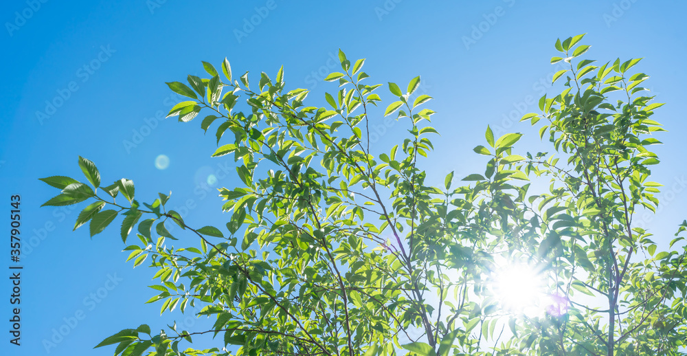 Obraz premium 新緑・逆光