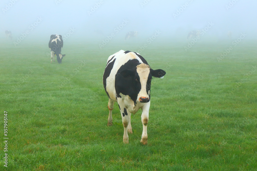 Holstein Friesian on the foggy morning Holstein Friesian on the foggy morning