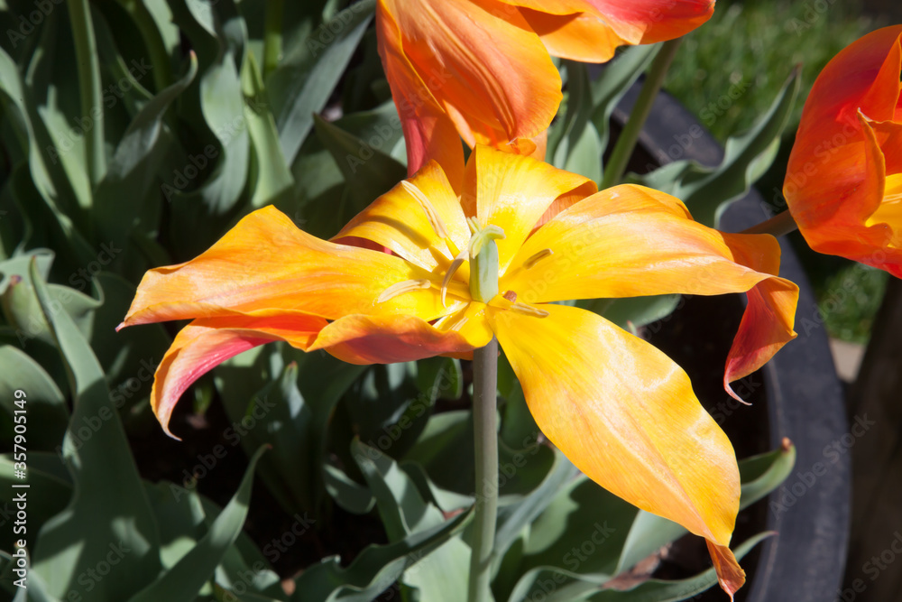 Fototapeta premium Orange and Yellow Tulip