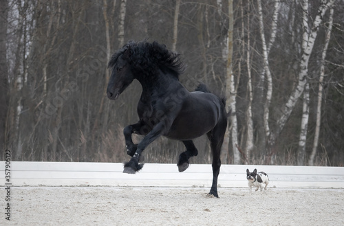 black horse running