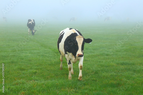 Holstein Friesian on the foggy morning