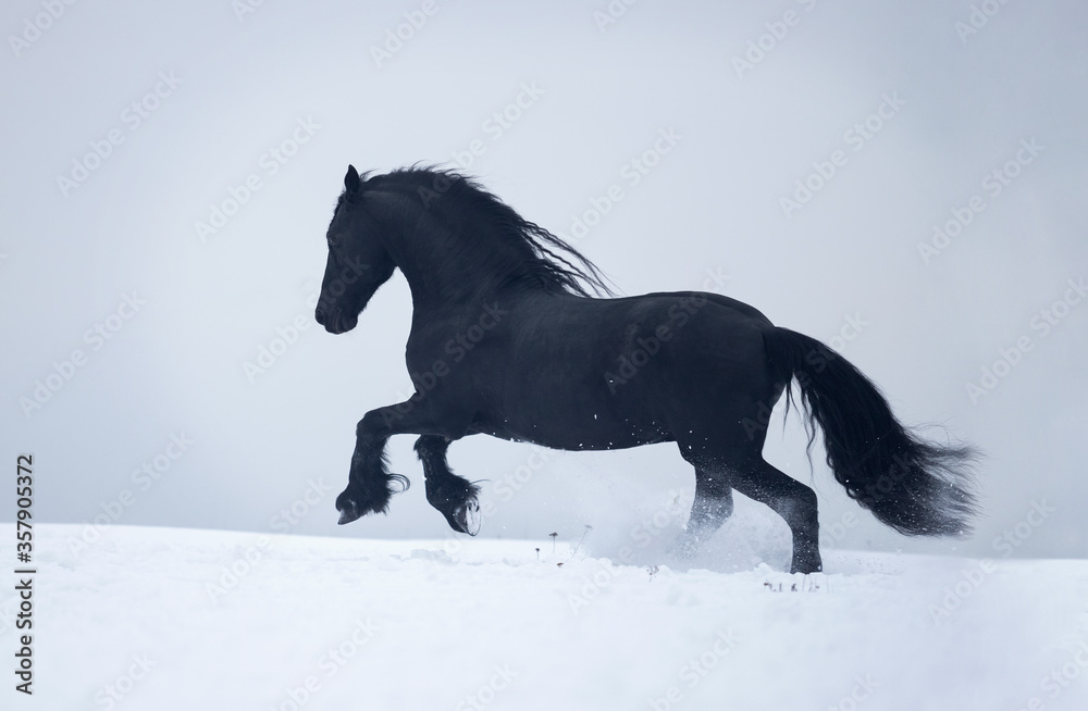 horse in snow horse in snow
