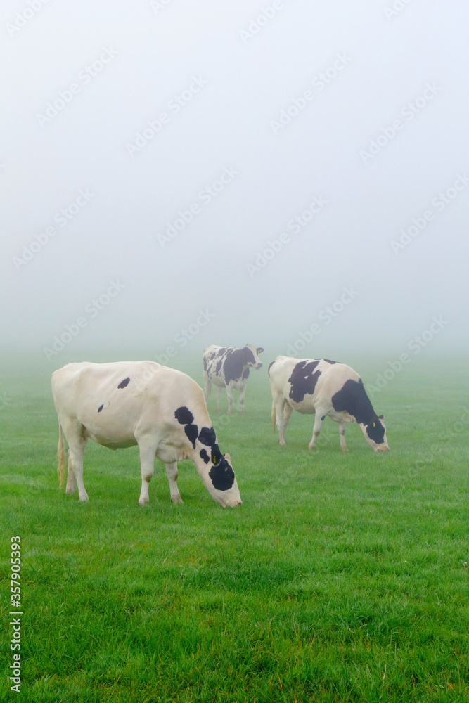 Holstein Friesian on the foggy morning Holstein Friesian on the foggy morning