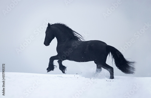 horse in snow © Tani
