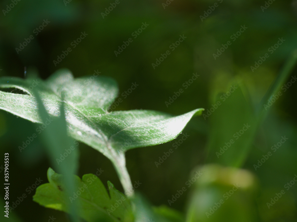 like a open hand this leaf with his thiny fine hair like a open hand this leaf with his thiny fine hair
