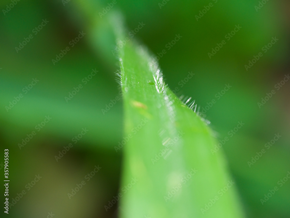 Obraz premium silver hair on a leaf like the arms of god