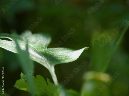 like a open hand this leaf with his thiny fine hair 