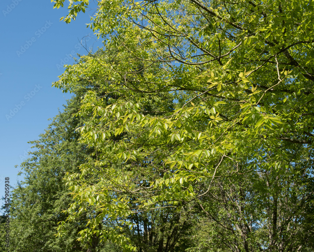 Bright Green Summer Foliage of a Deciduous Chinese Zelkova Tree (Zelkova schneideriana) Growing in a Garden in Rural Devon, England, UK Bright Green Summer Foliage of a Deciduous Chinese Zelkova Tree (Zelkova schneideriana) Growing in a Garden in Rural Devon, England, UK