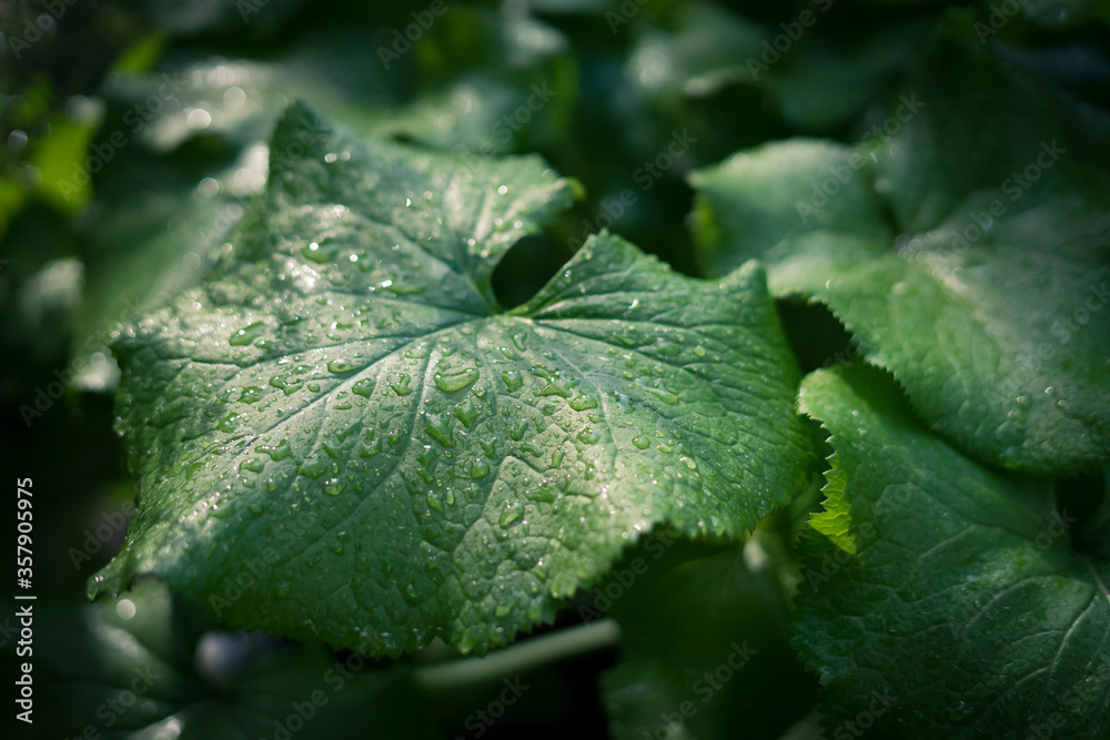 rain drops on leaf rain drops on leaf