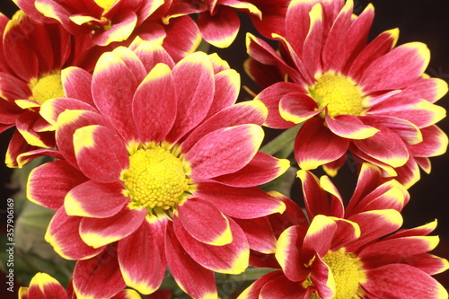 red dahlia flower