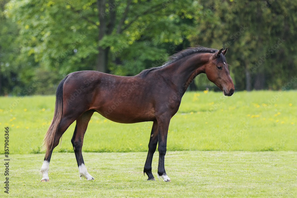 Chestnut horse stands on natural summer background, profile side view, exterior