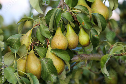 Pears hanging on pear tree in orchard