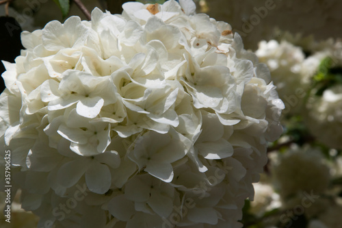 White flower bush in the sunshine