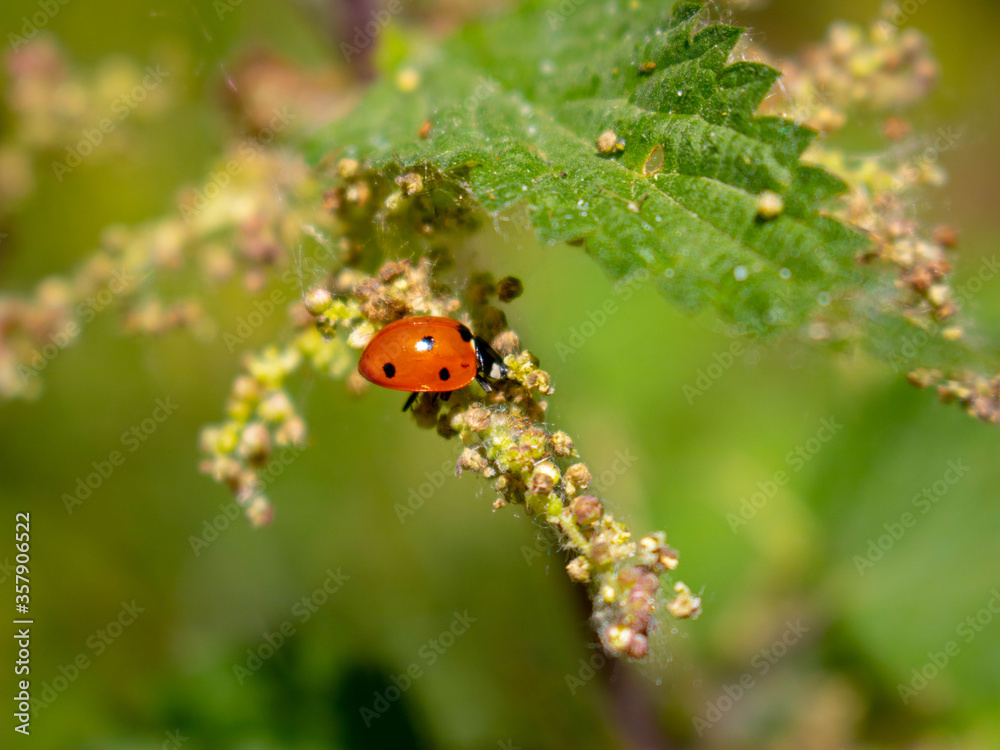 Obraz premium ladybird on a leaf