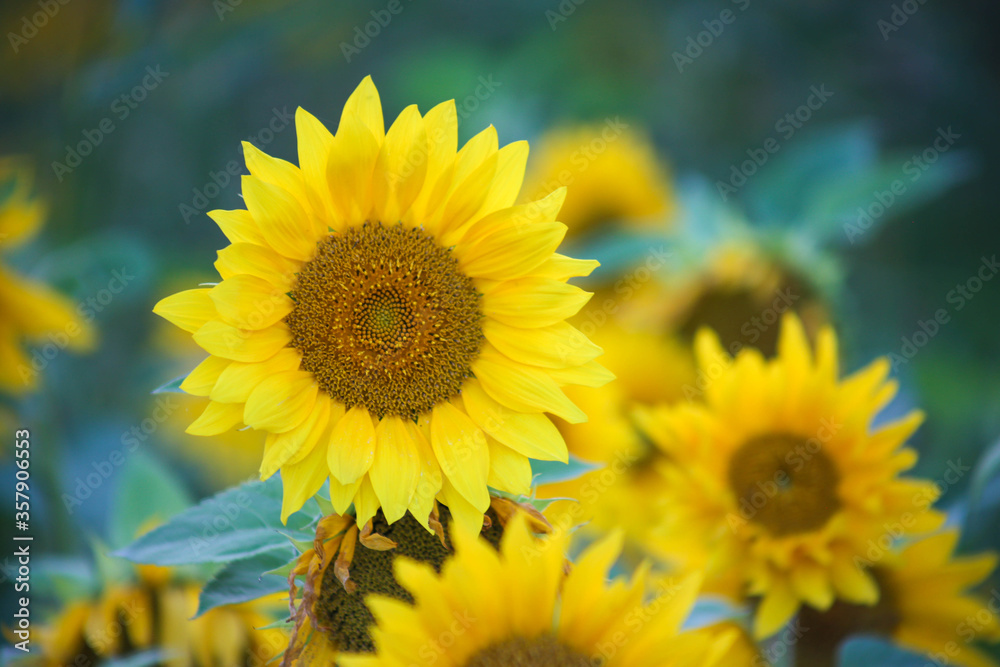 Obraz premium Sunflower macro with bokeh background
