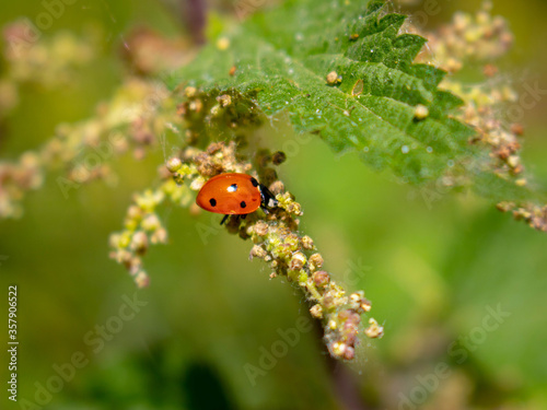 ladybird on a leaf