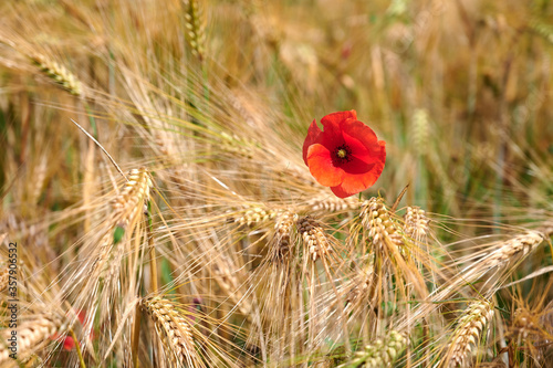 poppy in the wheat field