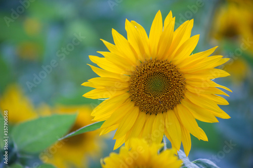 Sunflower macro with bokeh background