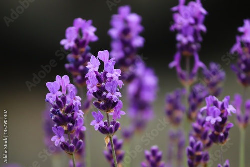 bl  hender Lavendel in violett